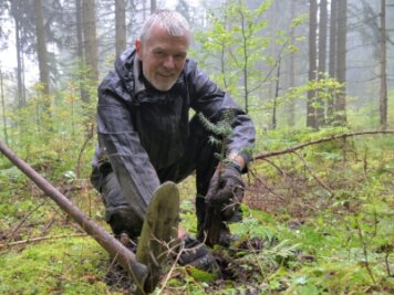 Ehrenamtliche Trupps schuften für den Schwarzstorch - Bernhard Heeren aus Fürth packt als Teilnehmer eines Bergwaldprojektes im Eibenstocker Forst beim Pflanzen mit an. Der 66-jährige Kinderarzt hat dafür eine Woche Urlaub genommen. 