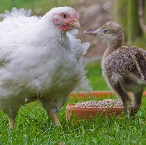 Ei, ei, ei, ei: Nandus schlüpfen im Quartett - Adoptiert und sofort ins Herz geschlossen: Die Nandu-Jungen sehen die Hühner auf dem Hof als ihre Eltern an. 