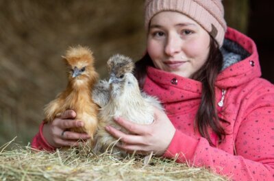 Ei, ei, ei: Vogtland-Hühner sind im Internet die Stars - Nadine Petukat ist Hühnerzüchterin aus Leidenschaft. Ihr Hühnervolk muss schön bunt sein. Jedes Tier ist für sie einzigartig, wie auch die: Zwergseidenhühner Elsa und Emmchen. 