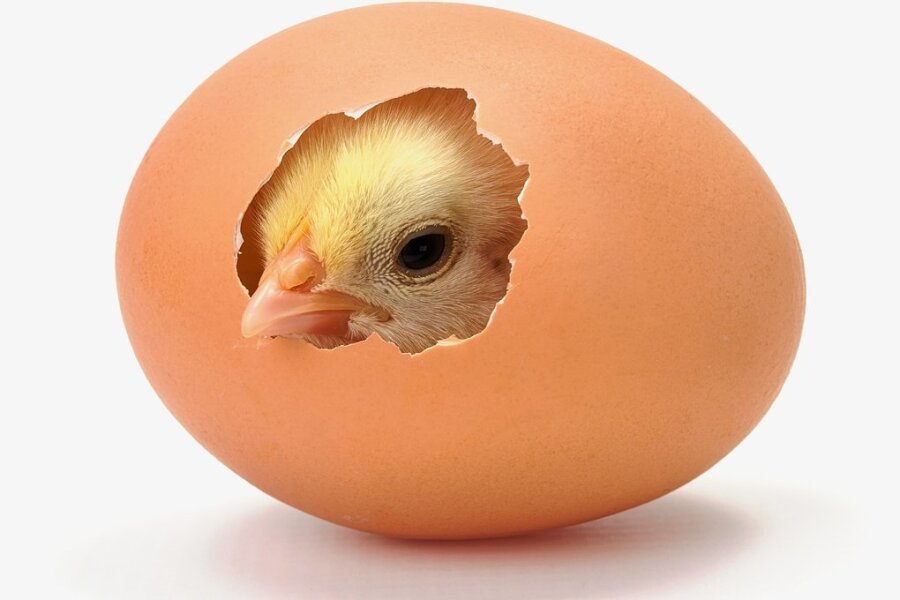 Huhn mit Ei. Wer war zuerst da? 