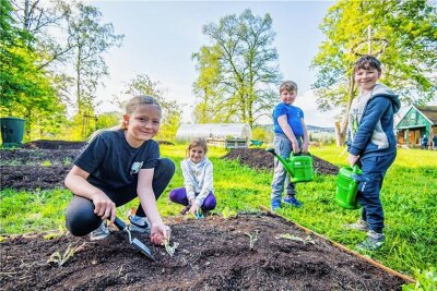 Eibenstocker Grundschüler helfen im Wiesenreich-Garten ihrer Stadt - Ellie Ungethüm, Svea Jugelt, Paul Eißmann und Darius Baumgarten (v. l.) beim Einpflanzen von Kopfsalat. 