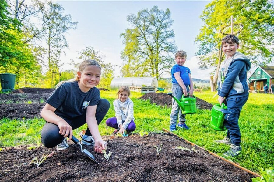 Eibenstocker Grundschüler helfen im Wiesenreich-Garten ihrer Stadt - Ellie Ungethüm, Svea Jugelt, Paul Eißmann und Darius Baumgarten (v. l.) beim Einpflanzen von Kopfsalat. 