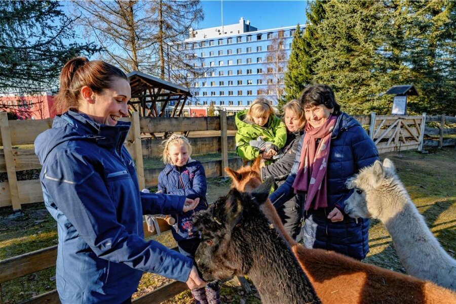 Eibenstocker Hotel zum kinderfreundlichsten in Sachsen gewählt - Das Streichelgehege mit Alpakas am Hotel "Am Bühl" in Eibenstock konnte in der Bewertung der Kinderfreundlichkeit unter anderem punkten. 