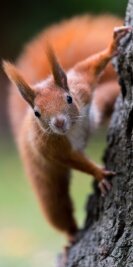 Eichhörnchen mit Hunger auf Fichte - Eichhörnchen knabbern bis zu 600 Triebspitzen am Tag. 