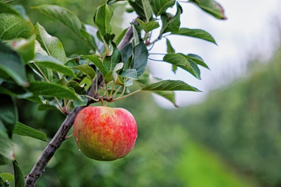 Ein Apfelbaum für jedes Baby - Seit Oktober wird jedem neugeborenen Limbacher Baby ein Apfelbäumchen geschenkt. Beflügelt wurde die Idee von der Kulturhauptstadtbewerbung, die auch das Chemnitzer Umland einbezieht.