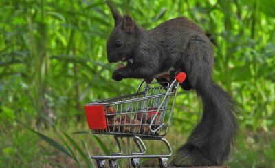 Ein Eichhörnchen auf Einkaufstour - 