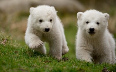 Ein Eisbärbaby im Nürnberger Tiergarten vermutlich tot - Auch in München sind Anfang des Jahres Eisbären-Zwillinge geboren worden: Die 14 Wochen alten Tiere erkunden ihr Gehege.