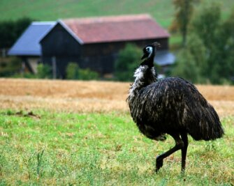 Der Emu zeigte sich in Bösenbrunn gar nicht scheu: Nach einem Umweg durch den Wald, in dem sich das Tier versteckte, konnte sich unser Fotograf dem Tier bis auf etwa 15 Meter nähern. Das Bild entstand bereits am Donnerstag. Am Wochenende wurde der Vogel erneut gesichtet.