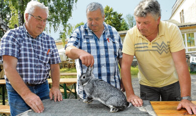 Ein Kaninchen mit Bestnote in Meinersdorf - 
