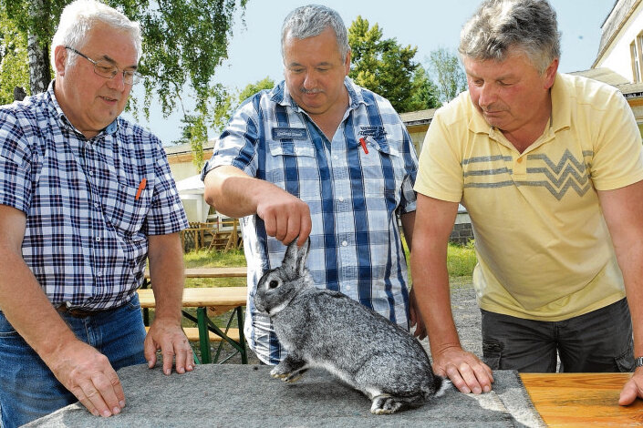 Ein Kaninchen mit Bestnote in Meinersdorf - 