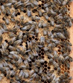 Ein Leben für die Bienen - Auf diesem Foto kann man den fleißigen Bienen der Imkerin bei ihrer Arbeit zusehen. 