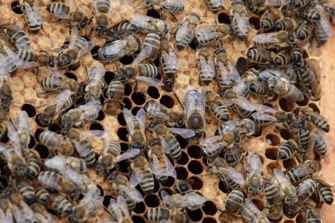 Auf diesem Foto kann man den fleißigen Bienen der Imkerin bei ihrer Arbeit zusehen. 
