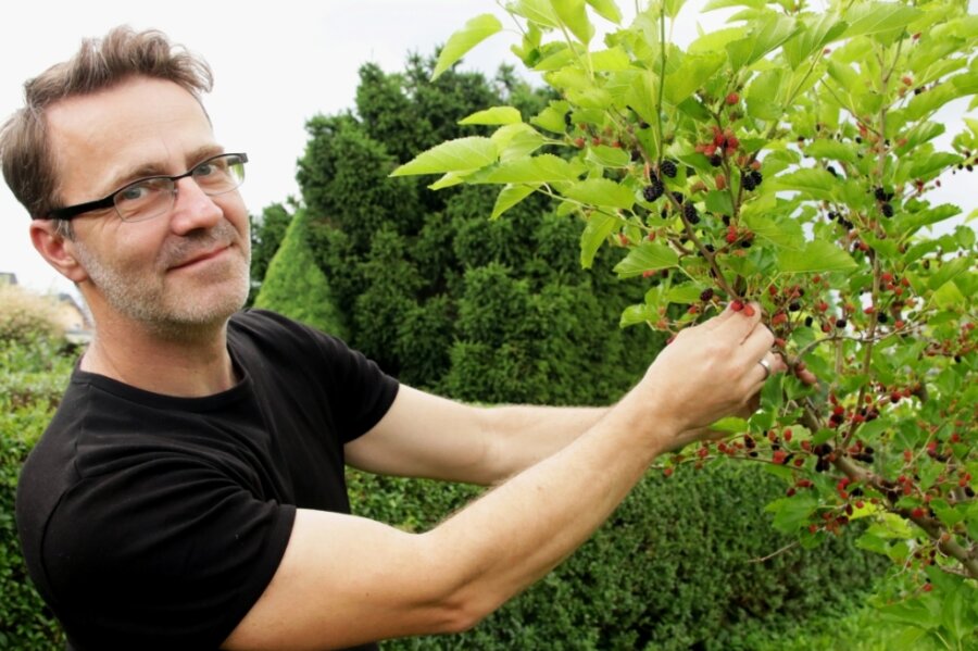 Ein Maulbeerbaum erfreut süße Mäuler - Denis Weigel an seinem Maulbeerbaum, der in diesem Jahr reichlich Früchte trägt.