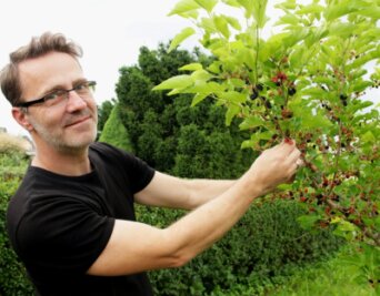 Ein Maulbeerbaum erfreut süße Mäuler - Denis Weigel an seinem Maulbeerbaum, der in diesem Jahr reichlich Früchte trägt.