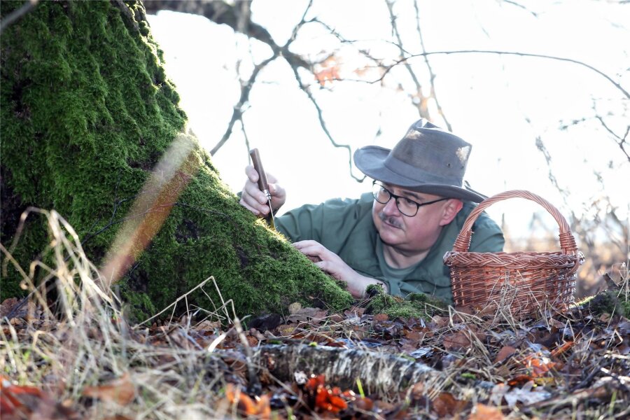 Ein Pilzexperte aus dem Vogtland verrät: Warum sich die Suche nach Pilzen im Winter lohnt - Steffen Schmidt ist zertifizierter Pilzberater. Er verrät, wo man auch im Winter schmackhafte Pilze finden kann. Aber Vorsicht: Es wachsen auch giftige Exemplare.