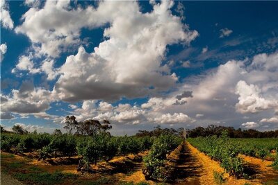Ein Prost auf die Heimat - Im Barossa Valley werden jedes Jahr bis zu 80.000 Tonnen Trauben geerntet - und verarbeitet.