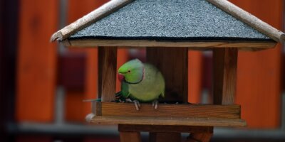 Ein seltener Gast im Vogelhaus - 