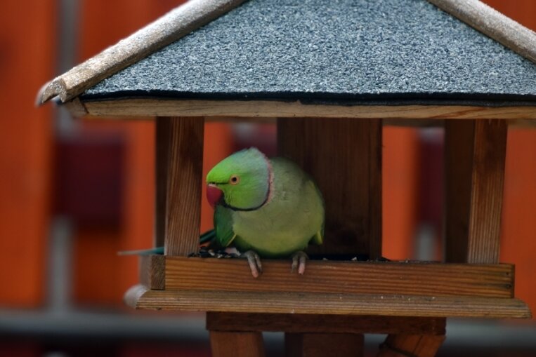 Ein seltener Gast im Vogelhaus - 