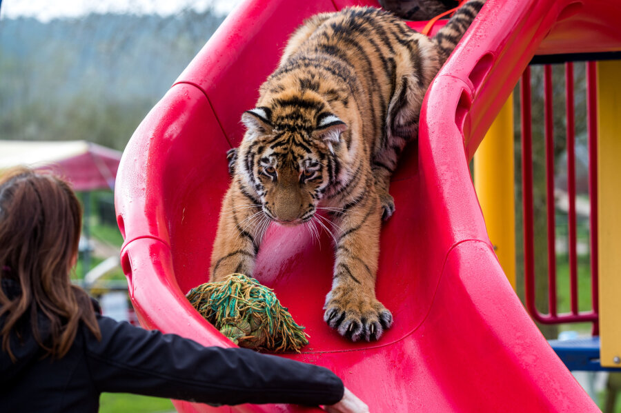 Ein Stuben-Tiger wird erwachsen - Tigermädchen "Elsa" tobt sich auf einem Spielplatz in Dassow (Mecklenburg-Vorpommern) aus - und lernt spielend.