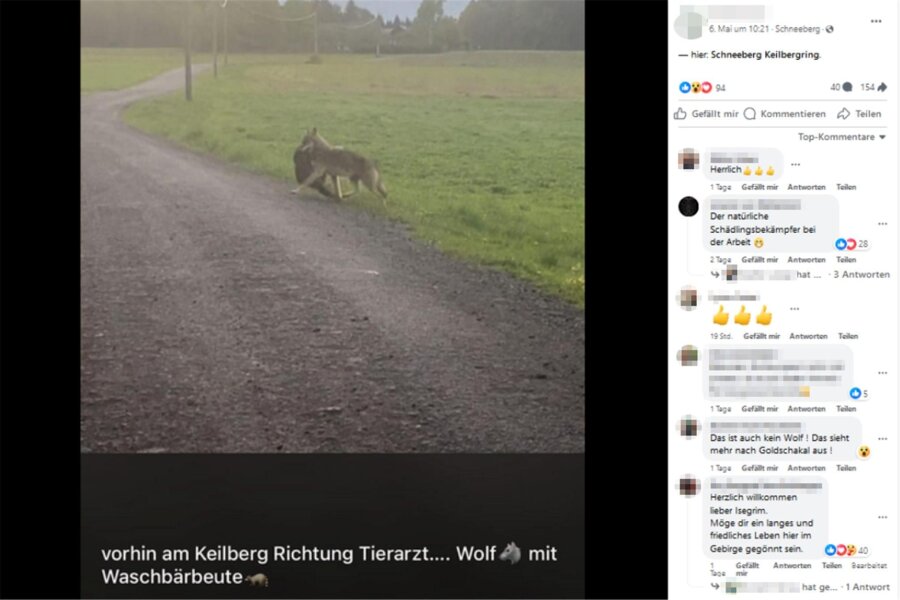 Ein Wolf streift durchs Erzgebirge: Spaziergänger gelingt Schnappschuss - Der gelungene Schnappschuss wird über die sozialen Medien breit gestreut. Screenshot: