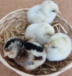 Ein Zwickauer Hort wird zur Aufzuchtstation für frisch geschlüpfte Küken - Aus 19 Eiern sind vier Küken geschlüpft. Das ist keine schlechte Quote, sagen Experten.