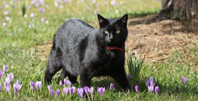 Eine Katze auf der Krokuswiese eröffnet die Frühlingsrunde - 