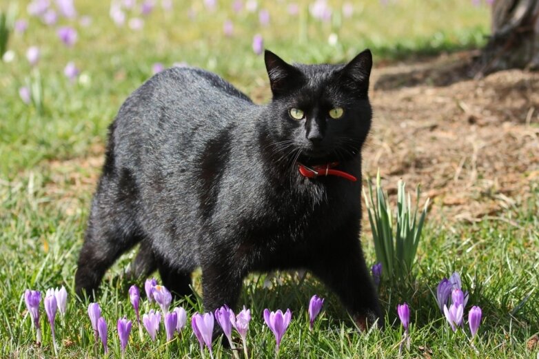 Eine Katze auf der Krokuswiese eröffnet die Frühlingsrunde - 