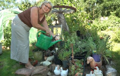 Eine Kräuterfrau und ihre Sucht - 
              <p class="artikelinhalt">Eine Stunde täglich braucht Martina Dittrich täglich, um alle ihre Kräuter und Pflanzen, auf dem Bild die Minzenecke, zu gießen. </p>
            