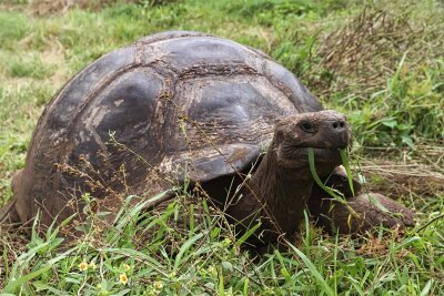 Eine Reise nach Ecuador und Galapagos: Vortrag in Beierleins Landgasthaus Callenberg - Bekannt ist Galapagos unter anderem durch die dort lebenden Riesenschildkröten.