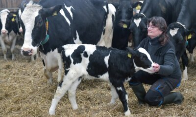 Eine Seltenheit: Hainichener Kuh hat ihr 13. Kalb geboren - Die Mutterkuh "Fiona" mit ihrem (noch namenlosen) Kalb. Mitarbeiterin Adelheid Großer kümmert sich im Stall um die Tiere. 