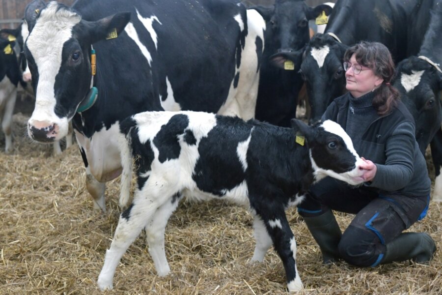 Eine Seltenheit: Hainichener Kuh hat ihr 13. Kalb geboren - Die Mutterkuh "Fiona" mit ihrem (noch namenlosen) Kalb. Mitarbeiterin Adelheid Großer kümmert sich im Stall um die Tiere. 