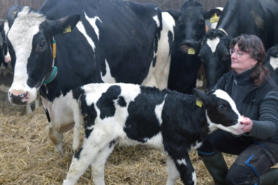 Eine Seltenheit: Kuh bringt ihr 13. Kalb zur Welt - Die Mutterkuh "Fiona" mit ihrem (noch namenlosen) Kalb. Mitarbeiterin Adelheid Großer kümmert sich im Stall um die Tiere. 