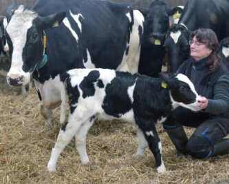 Eine Seltenheit: Kuh hat ihr 13. Kalb - Die Mutterkuh "Fiona" mit ihrem (noch namenlosen) Kalb. Mitarbeiterin Adelheid Großer kümmert sich im Stall um die Tiere. 
