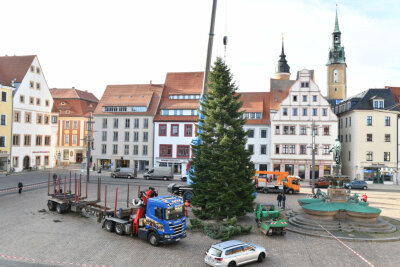 Eine Tanne geht auf Reisen: Weihnachtsbaum für Freiberger Christmarkt auf dem Obermarkt aufgestellt - Am späten Vormittag wurde die Küstentanne auf dem Obermarkt aufgestellt. 