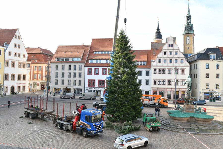 Eine Tanne geht auf Reisen: Weihnachtsbaum für Freiberger Christmarkt auf dem Obermarkt aufgestellt - Am späten Vormittag wurde die Küstentanne auf dem Obermarkt aufgestellt. 