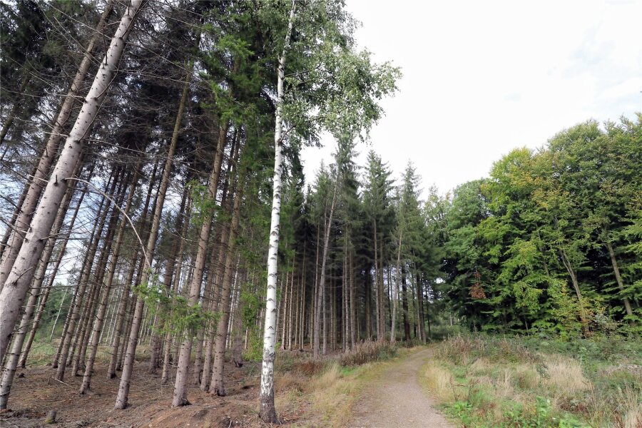 Einsatz im Zellwald bei Großvoigtsberg: Bäume brauchen Hilfe - Sachsens Wälder brauchen Hilfe.