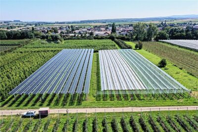 Einsiedel sagt nein zu Solarenergie in der Landwirtschaft - So könnten sogenannte Agri-Fotovoltaik-Anlagen aussehen: Im Projekt »Agri-PV Obstbau« werden verschiedene Solarmodul-Technologien (links) und herkömmliche Kulturenschutzsysteme (rechts) getestet.