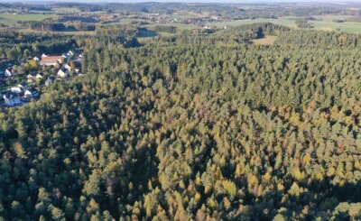 Einzigartige Moosheide braucht Schutz - Von oben präsentiert sich das Gebiet bei Obercrinitz als dichter Wald. Wer die Besonderheiten der Moorlandschaft sehen will, muss sich schon von unten "herantasten" - an die seltenen Pflanzarten, die nur in diesem feuchten und sumpfigen Gebiet gedeihen. 