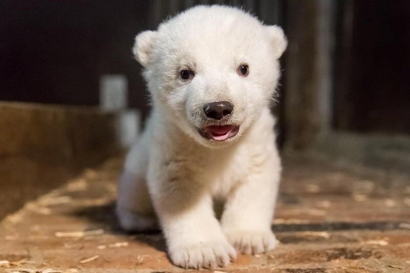 Eisbärenbaby Fritz tot - 