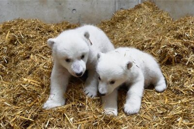 Eisbärenzwillinge im Rostocker Zoo sind Mädchen - 