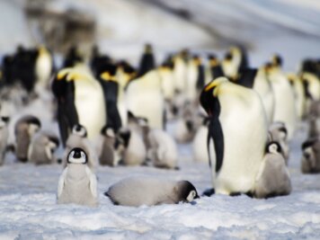 Eisschwund bringt tausenden Kaiserpinguin-Küken den Tod - Junge und ausgewachsene Kaiserpinguine einer Kolonie in der Antarktis.