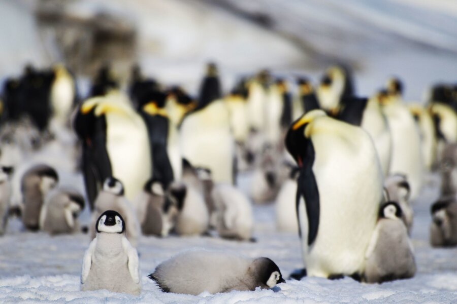 Eisschwund bringt tausenden Kaiserpinguin-Küken den Tod - Junge und ausgewachsene Kaiserpinguine einer Kolonie in der Antarktis.