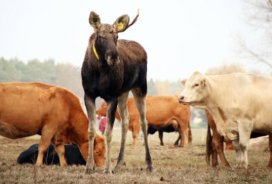 Elch schließt sich Rinderherde an - Ein Elch steht auf der Weide einer Kuhherde in Coswig (Sachsen-Anhalt). Das Tier weiche den Mutterkühen seit vier Wochen praktisch nicht von der Seite, sagt der Besitzer der Rinder.