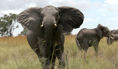 Elefanten in Simbabwe trampeln deutsche Urlauberin zu Tode - 