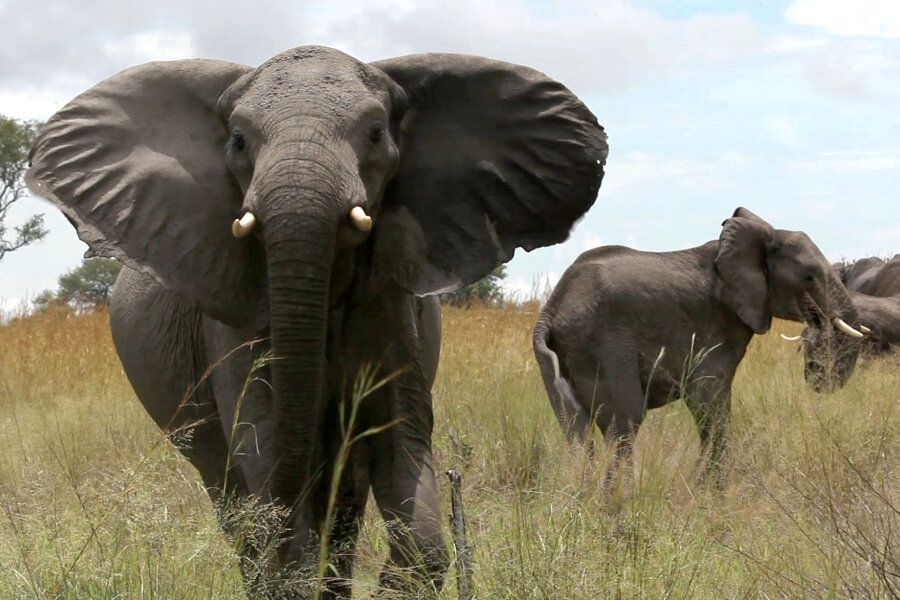 Elefanten in Simbabwe trampeln deutsche Urlauberin zu Tode - 