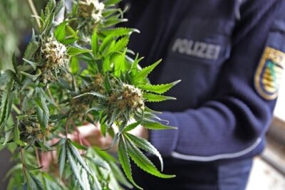 Elsterberg: Hunderte Cannabis-Pflanzen in ehemaligem Möbelhaus entdeckt - 500 große Cannabispflanzen hat die Polizei in einer Indoor-Plantage in Zwickau entdeckt.