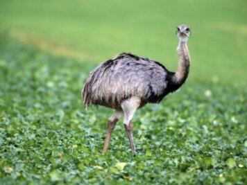 Emu auf Entdeckungsreise - 