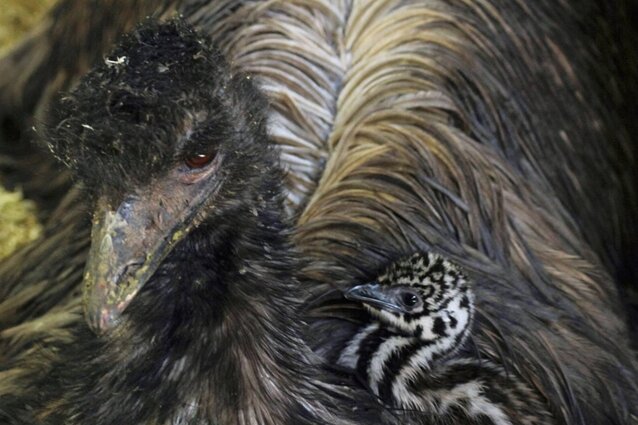 Emu-Küken im Chemnitzer Tierpark geschlüpft - 