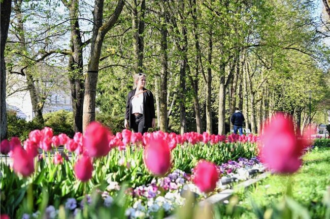 Endlich Frühling in Bad Elster! - Der Mai hat endlich den Frühling auch nach Bad Elster gebracht: mit aufgeblühten Tulpen und frischem Grün in den Parkanlagen.
