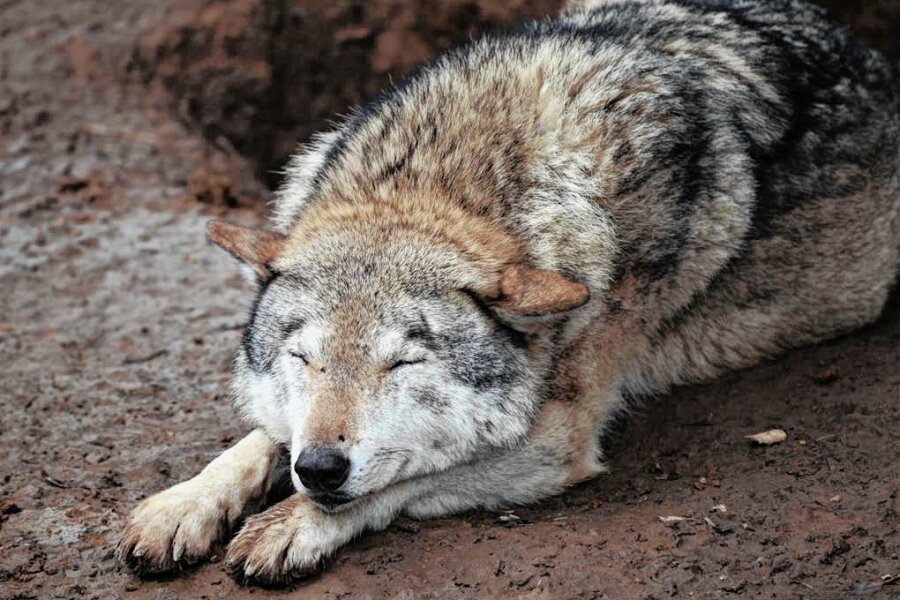 Endlich wieder Wolfstag im Hirschfelder Tierpark - Die Wölfe Freya und Joe gehören zu den beliebtesten Tieren in Hirschfeld. 